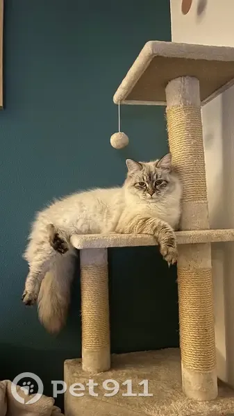 Chat perdu : beige/gris, yeux bleus, Vallauris - photo
