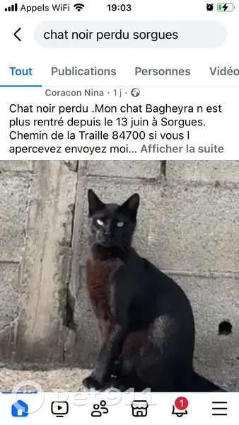 Chat noir perdu, 1 an, yeux verts, Sorgues - photo
