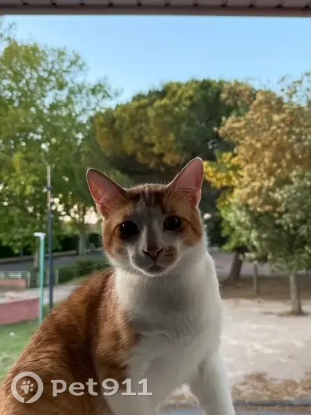 Chat perdu : Waka, roux et blanc, peureux - photo