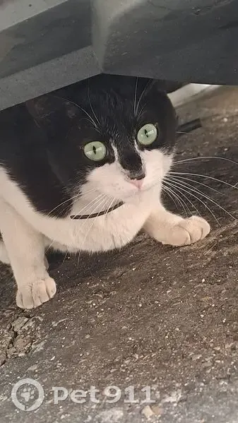 Chat noir et blanc trouvé, très câlin - photo
