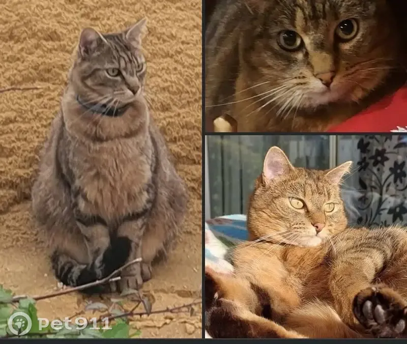 Chatte tigrée perdue à Tours, rue Denise Grey - photo