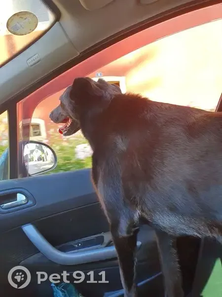 Chienne noire trouvée à Montbéliard - photo