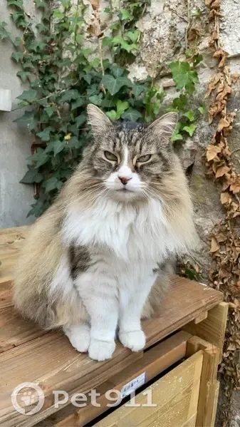 Chatte tricolore perdue à Yenne - photo