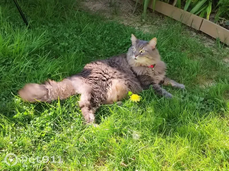 Chatte perdue, gris beige, rue Danton, Rennes - photo