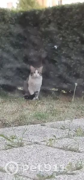 Chat blanc-tigré trouvé à Lomme - photo