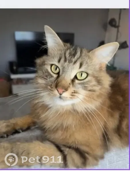Chat perdu beige/marron, craintif, Le Havre - photo