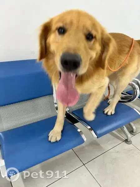 Cachorro encontrado - photo