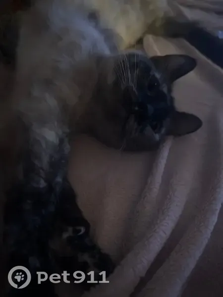 Chatte écaille trouvée à Rennes - photo