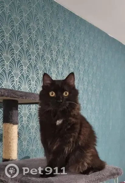 Chatte noire perdue, sautée du 2e étage - photo