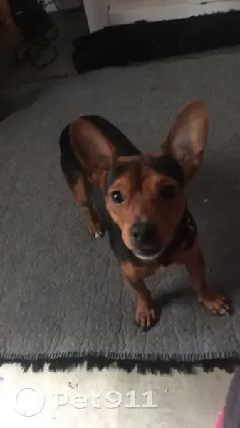 Chien perdu à Saumur : Snoupi 5 ans - photo