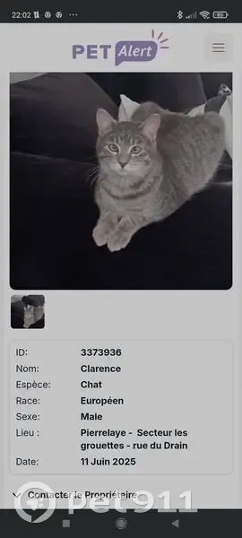 Chat perdu : Tigre gris, craintif, Pierrelaye - photo