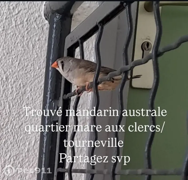 Mandarin australe secouru au Havre - photo