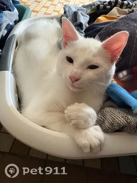 Chat blanc sourd perdu à Veauville-lès-Quelles - photo