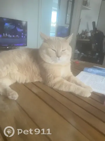 Chat perdu : gros roux crème, Square Poitou - photo