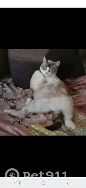 Chat perdu à Bourges : Mowgli, 10 ans, disparu - photo
