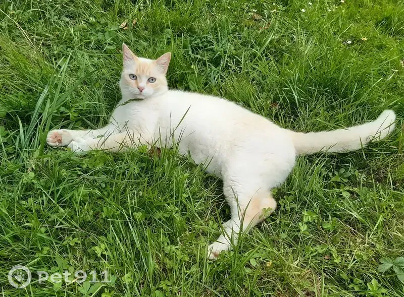 Chat perdu : Maurice, blanc-roux-beige, Bouliac - photo