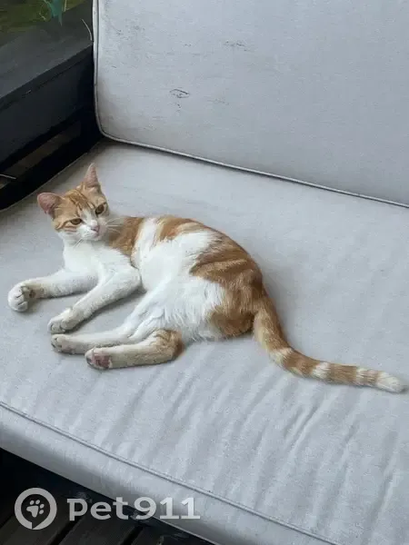 Chatte rousse et blanche trouvée à Cambes - photo