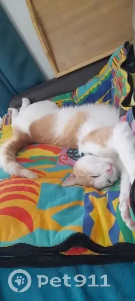 Chat européen blanc/roux perdu à Tresses - photo