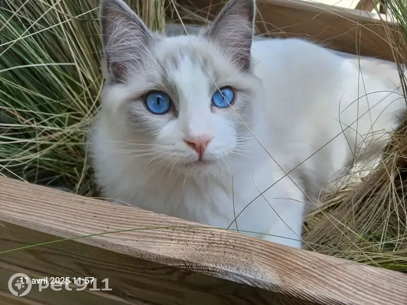 Chat perdu à Aix : blanc/beige, yeux bleus - photo