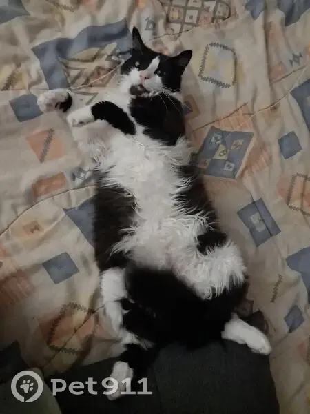 Chat perdue noir et blanc à Jacou - photo