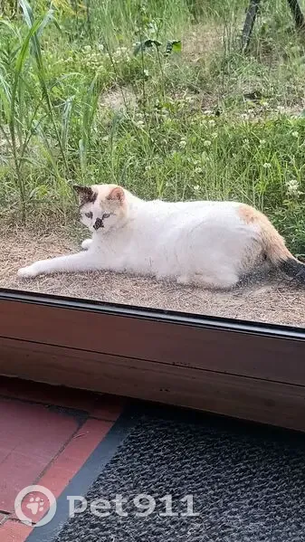 Chatte blanche perdue, yeux bleus, Vinay - photo