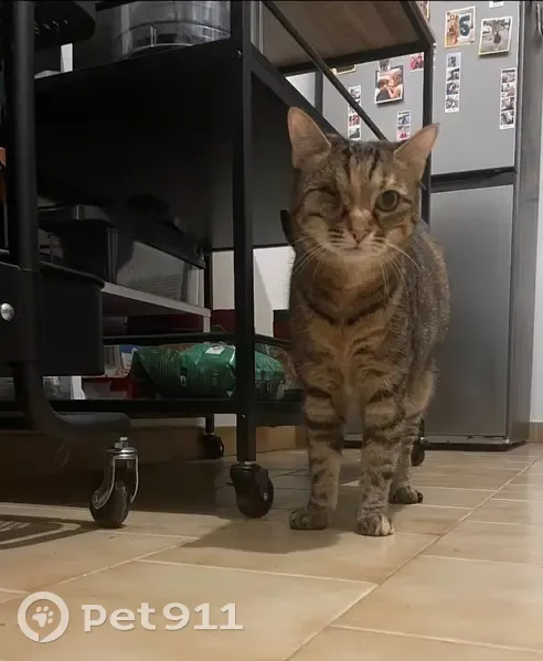 Chat perdue, 12 ans, un œil, Pérols - photo