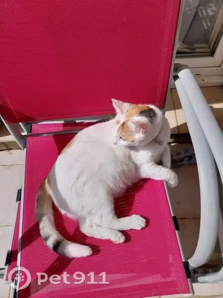 Chatte Snow perdue, blanche tachetée rousse - photo