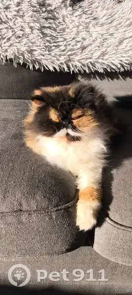 Chatte perdue, un œil voilé, Larçay - photo