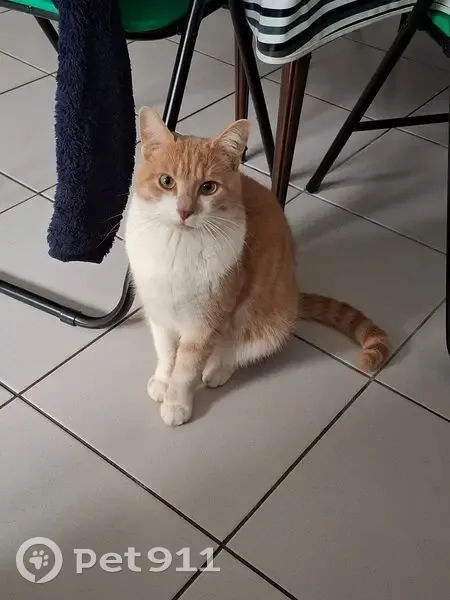 Chat beige et blanc perdu à Caen - photo