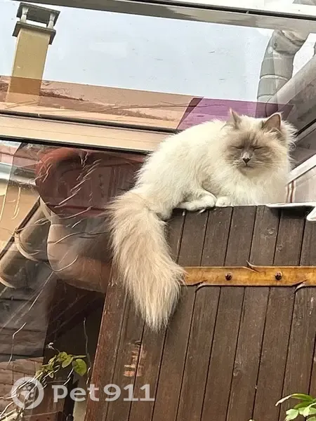 Chat perdu, craintif, Rue Braille, Rueil - photo