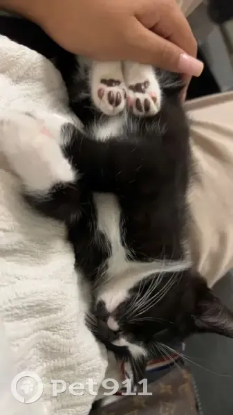 Chaton noir et blanc perdu à Perpignan - photo