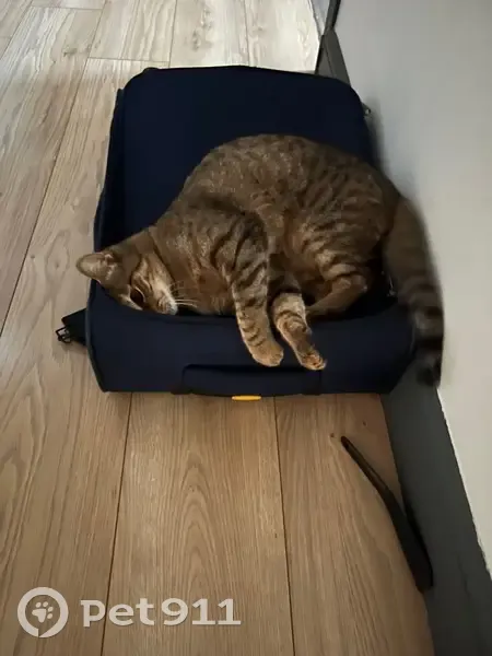 Chatte tigrée perdue à Beaumont - photo