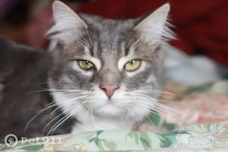 Chat perdu : Sirius, peureux et coryza - photo
