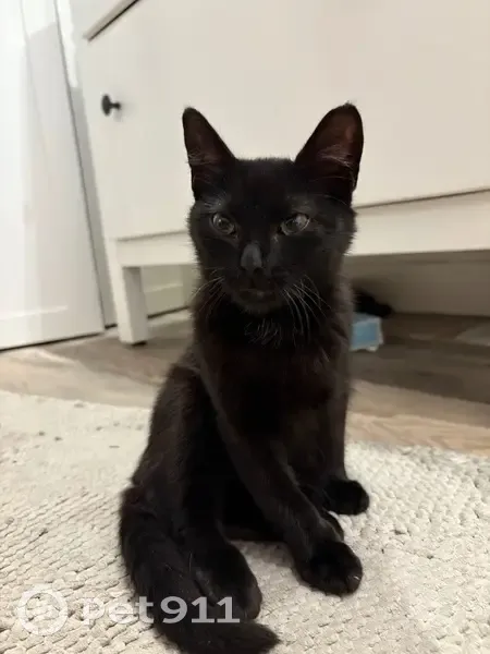 Chaton noir trouvé à Neuilly-Plaisance - photo