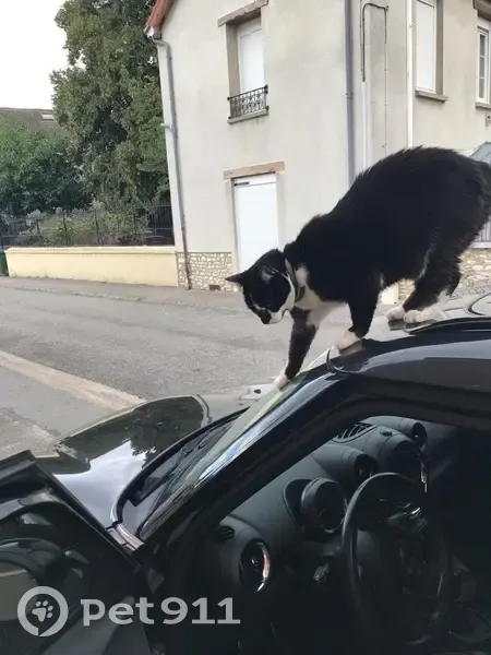 Chat sans queue perdu à Limay - photo
