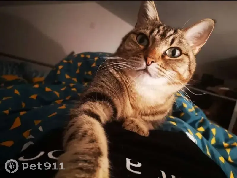 Chat perdu : petite taille, grise tigrée, Garons - photo