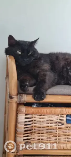 Chat perdu rayé à Fresnay-sur-Sarthe - photo