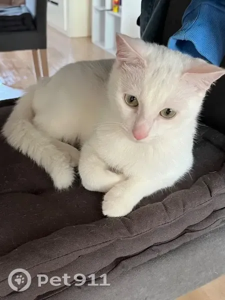 Chat perdu : Boo, angora blanc, yeux verts - photo
