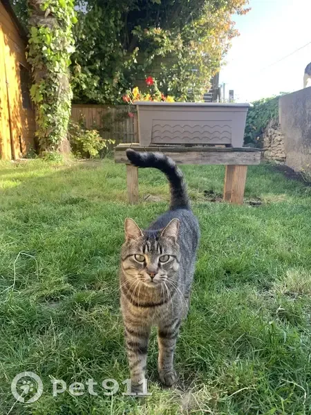 Chat perdu à Ciré-d'Aunis, rue Rochefort - photo