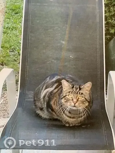 Chat perdu boitant, Route de Lagny, Torcy - photo