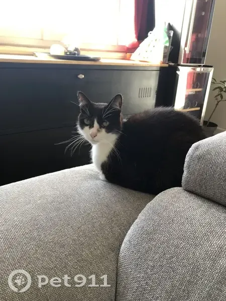 Chat perdu : Léo, noir et blanc, épileptique - photo