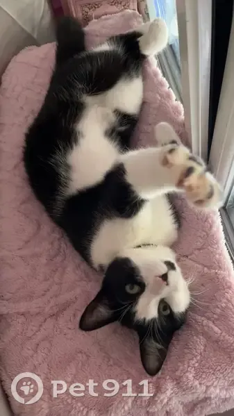 Chatte perdue, noire et blanche, Wambrechies - photo