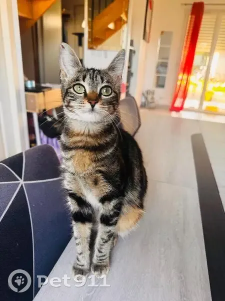 Chatte 