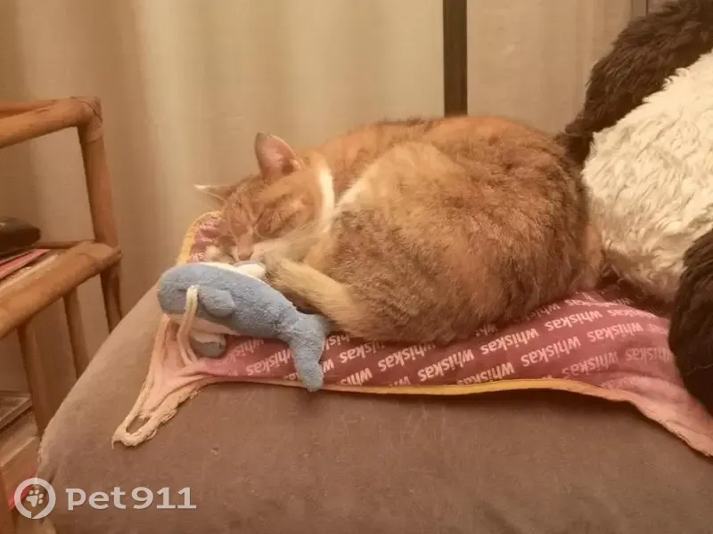 Chatte tigrée âgée perdue à Vincennes - photo