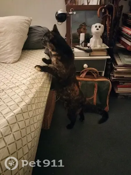 Chat noir tacheté trouvé, câlin et sain - photo