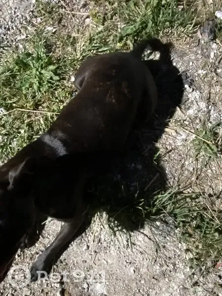 Chien trouvé Rue Jean Bouveri, Montceau - photo