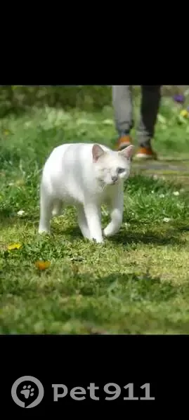 Chat borgne perdu, blanc-roux, œil bleu - photo