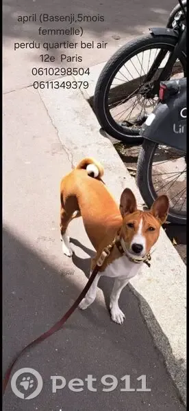 Chien perdu, collier rose, Rue du Sahel - photo