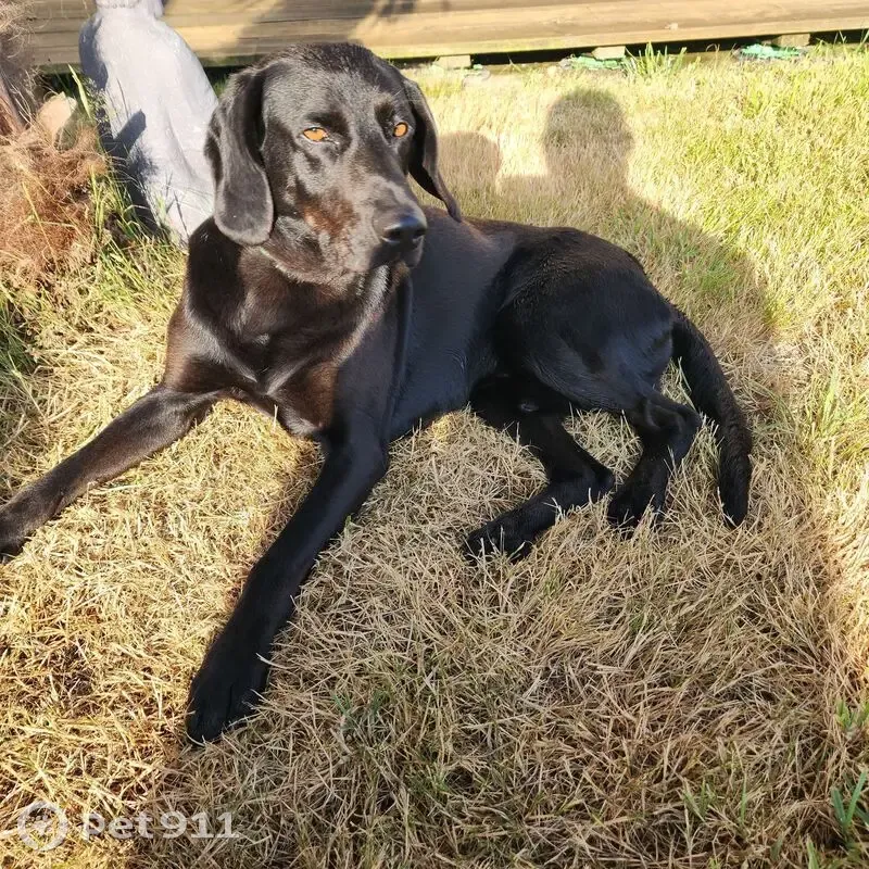 Labrador mâle trouvé, collier vert, Theix - photo