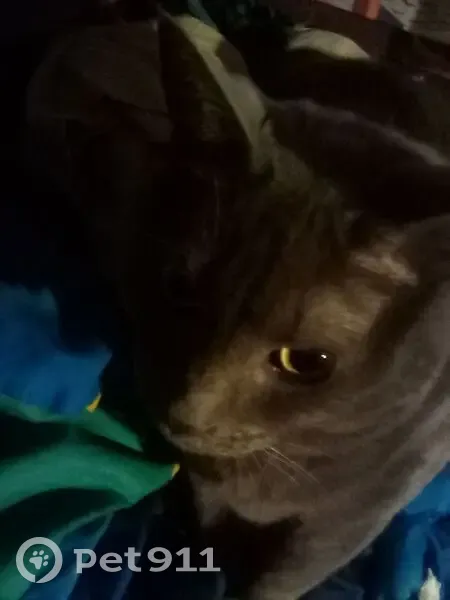 Lost Gray Cat: $5000 Reward in Bancroft - photo